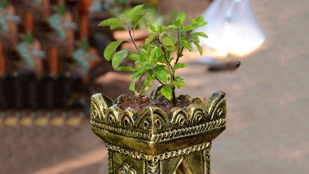 Tulsi puja vidhi | शरद पूर्णिमा तुलसी पूजा | Tulsi Pooja Ke Niyam | Sharad Purnima 2022 Tulsi Puja Vidhi for Prosperity | Herzindagi