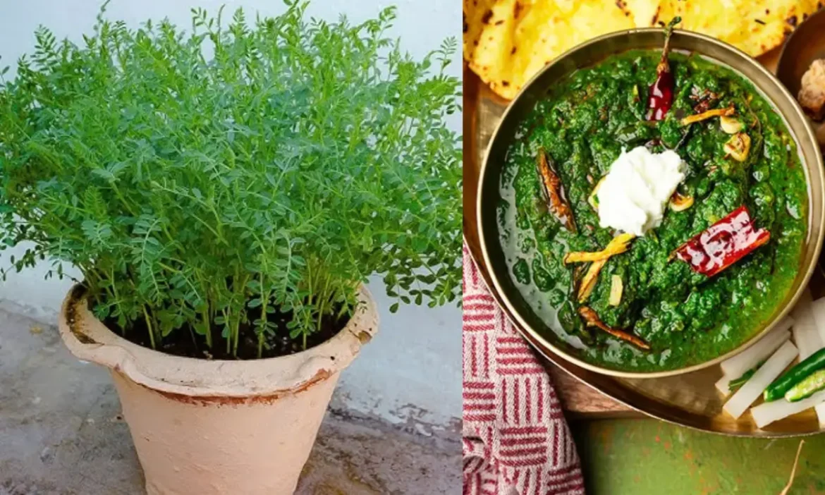 Attention Saag Lovers! How to grow gram greens in home plant
