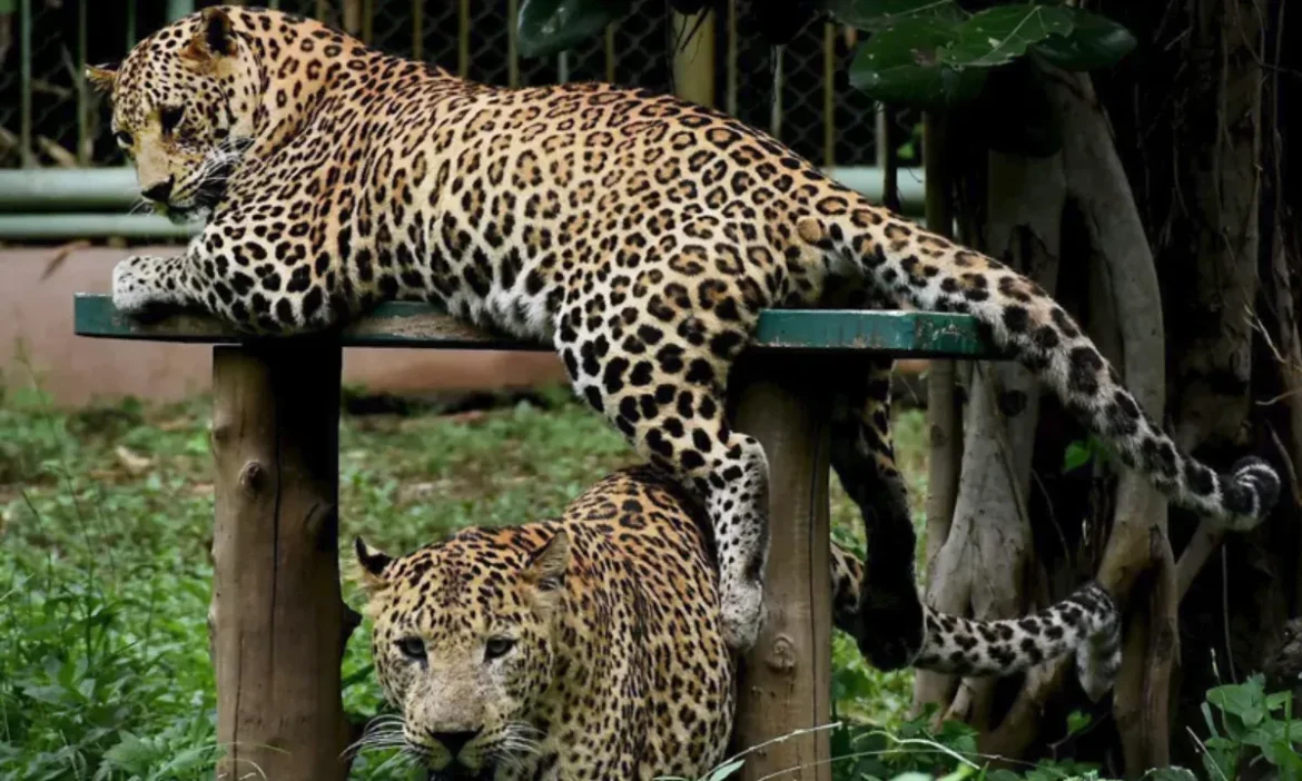 Child dies due to leopard attack in Pune, ruckus, vehicle on fire
