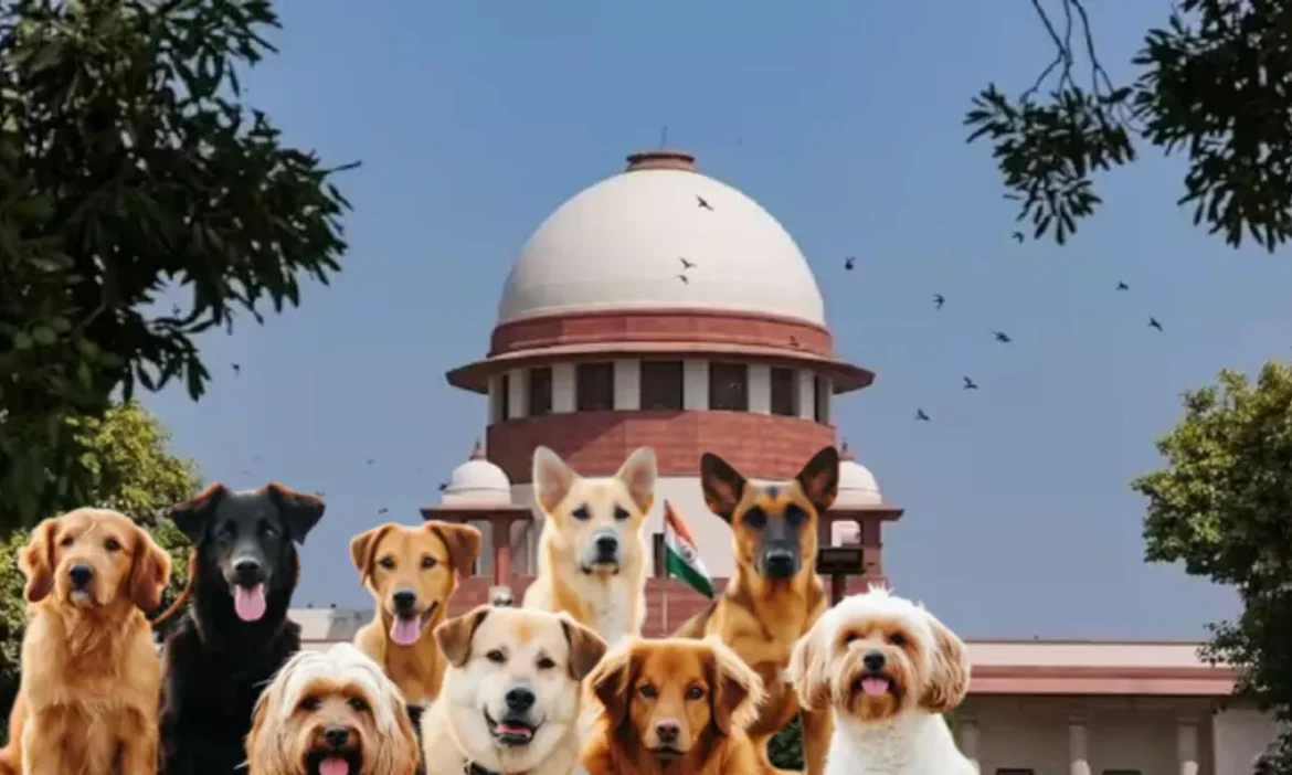 SC gave orders regarding stray dogs, remove them from these places...
