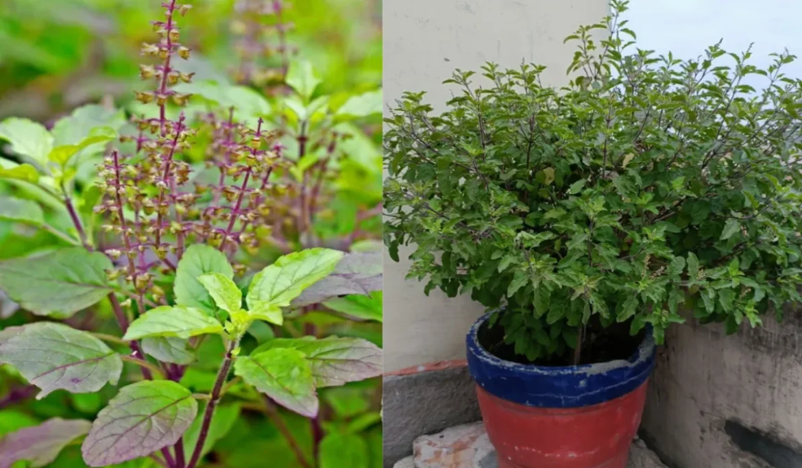 सर्दियों में सूखने से बचाएं तुलसी, फॉलो करें ये 6 टिप्स