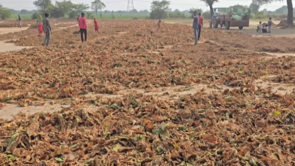 संकट में गुजरात का तंबाकू व्यापार