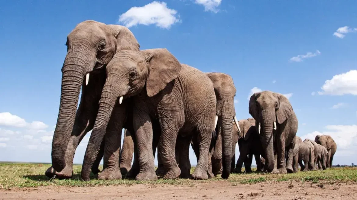 हाथियों ने 6 लोगों को कुचलकर मार डाला