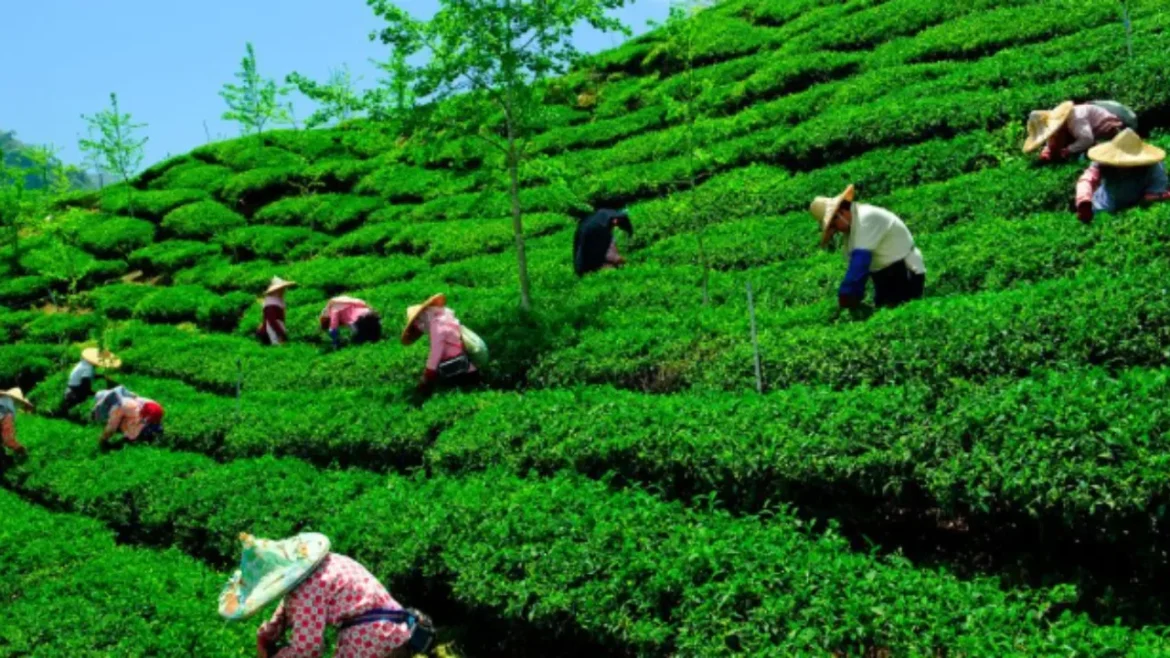 संकट में भारत का चाय बागान