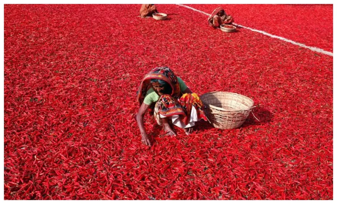 भारत की Chilli Capital, इसके बिना अधूरा है हर किचन का स्वाद!