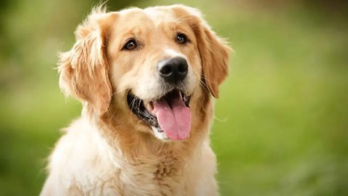 अचानक कुत्ते की आवाज में भौंकने लगा किशोर