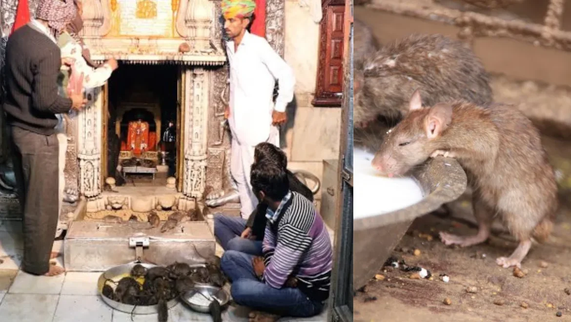 यहां भक्त खाते हैं चूहों का जूठा प्रसाद
