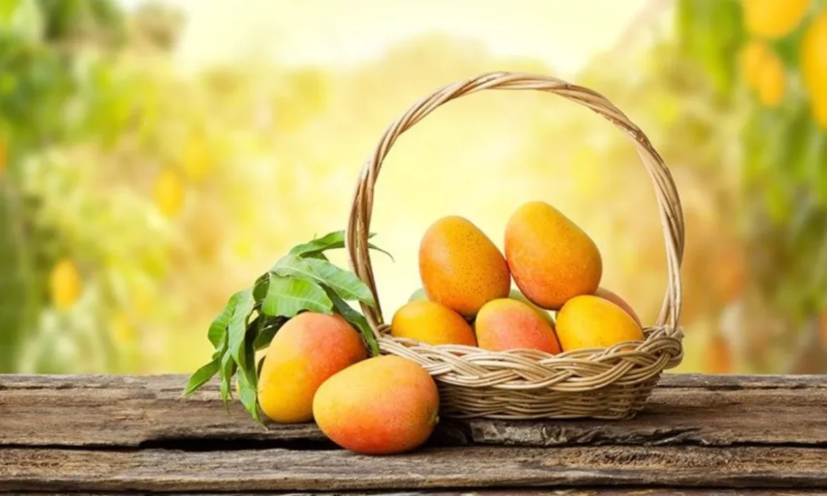 किस शहर के Alphonso Mango का दुनिया में बजता है डंका