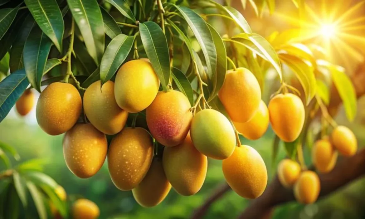 दुनिया की Mango Capital है भारत का ये शहर, आप जानते हैं नाम?