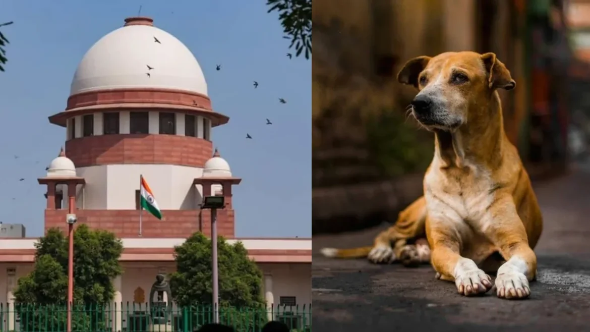 SC on Stray Dogs Plea सुप्रीम कोर्ट ने सभी याचिकाएं खारिज की