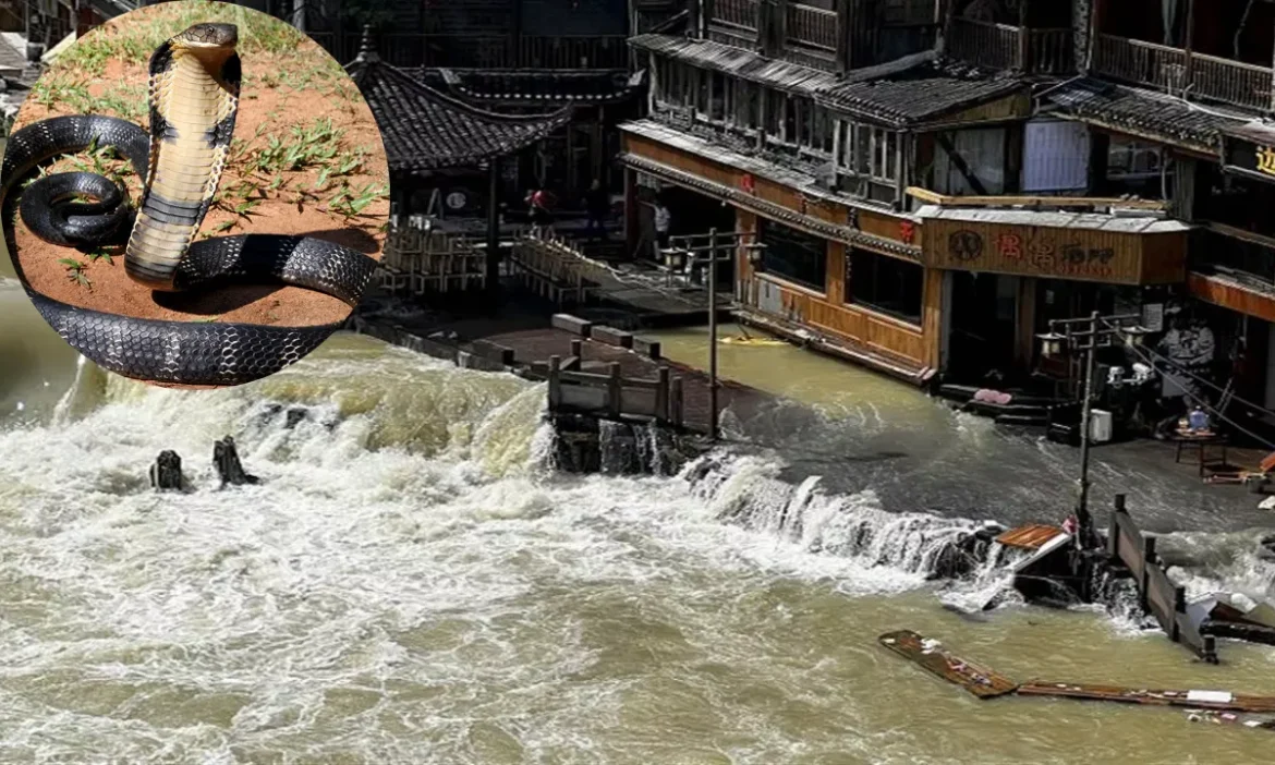 चीन में सड़कों पर तैर रहे 900 जहरीले सांप